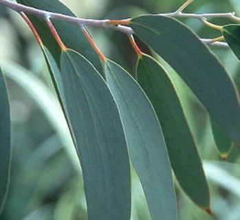 Eucalyptus Organic Essential Oil Blue Mallee 3